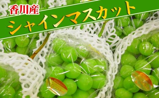 《2026年発送》大粒 シャインマスカット セット 秀品 約5kg ( 6～10房 )  2026年発送 ｜ 香川産 ぶどう マスカット