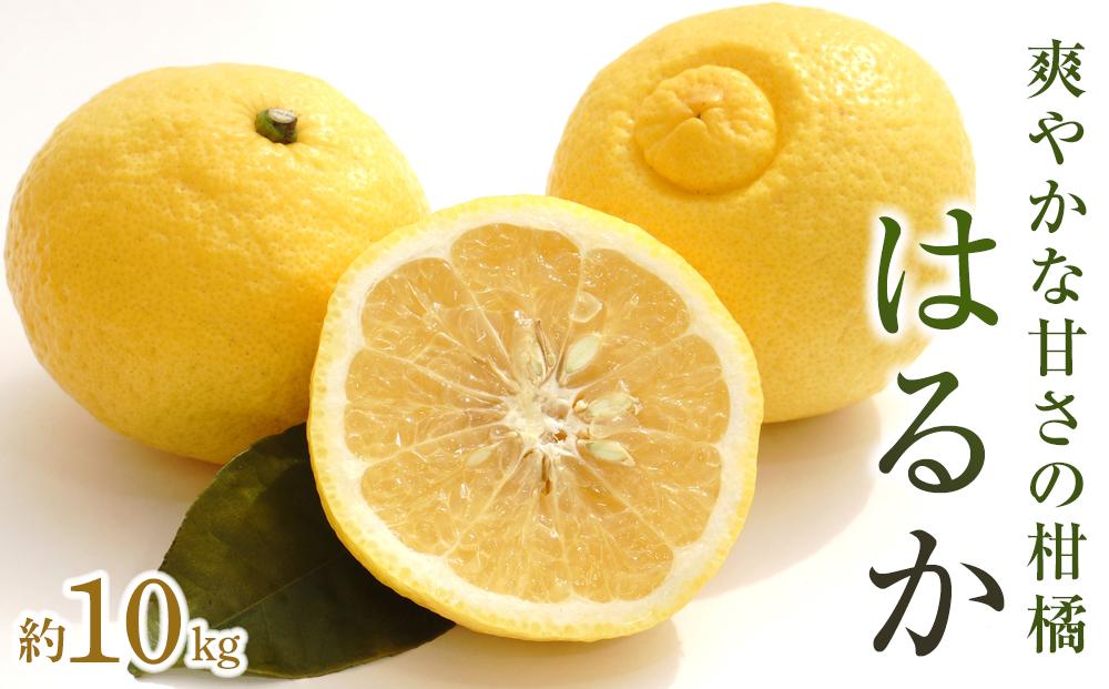 はるか 約10kg