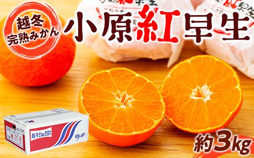 越冬完熟みかん（小原紅早生）約3kg｜フルーツ 果物 くだもの 蜜柑 みかん 早生 食品 さぬき 坂出市 人気 おすすめ 送料無料