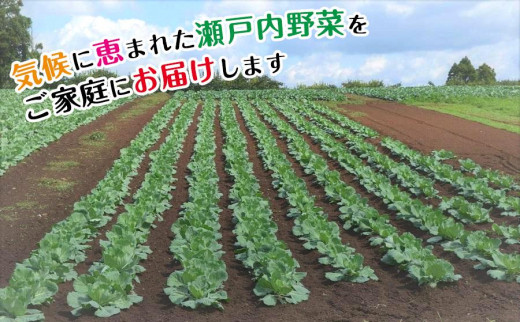 【定期便3回】野菜ソムリエの選ぶ旬のお野菜と果物セット