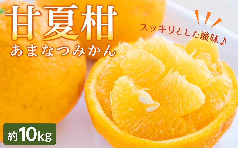 坂出市産 甘夏柑 約10kg