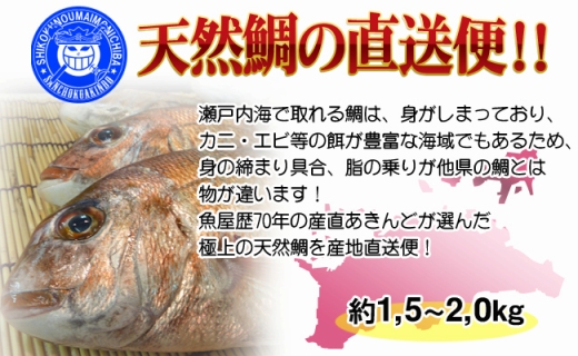 [下処理なし]≪瀬戸内海産≫朝1番水揚げされた天然真鯛を直送致します。［大サイズ］