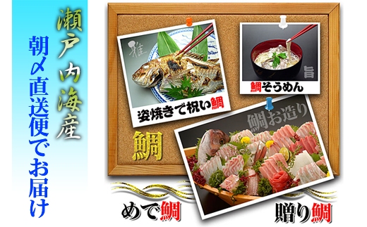 [下処理あり]≪瀬戸内海産≫朝1番水揚げされた天然真鯛を直送致します。［特大サイズ］