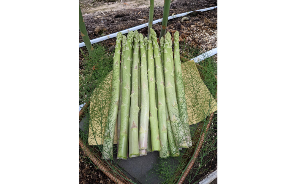 ＜2026年4月から発送＞坂出ふれあい産直市のアスパラガス「さぬきのめざめ」約1kg