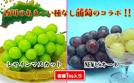 ã2026幎çºéãã·ã£ã€ã³ãã¹ã«ãã & ãã¥ãŒããªãŒã ã»ãã çŽ2kg ( çš®ãªãã·ã£ã€ã³ãã¹ã«ãã çŽ1kg & çš®ãªããã¥ãŒããªãŒã çŽ1kg ) éŠå·ç£ ïœã¶ã©ã ãã¹ã«ãã 人æ°åçš® ã³ã©ã