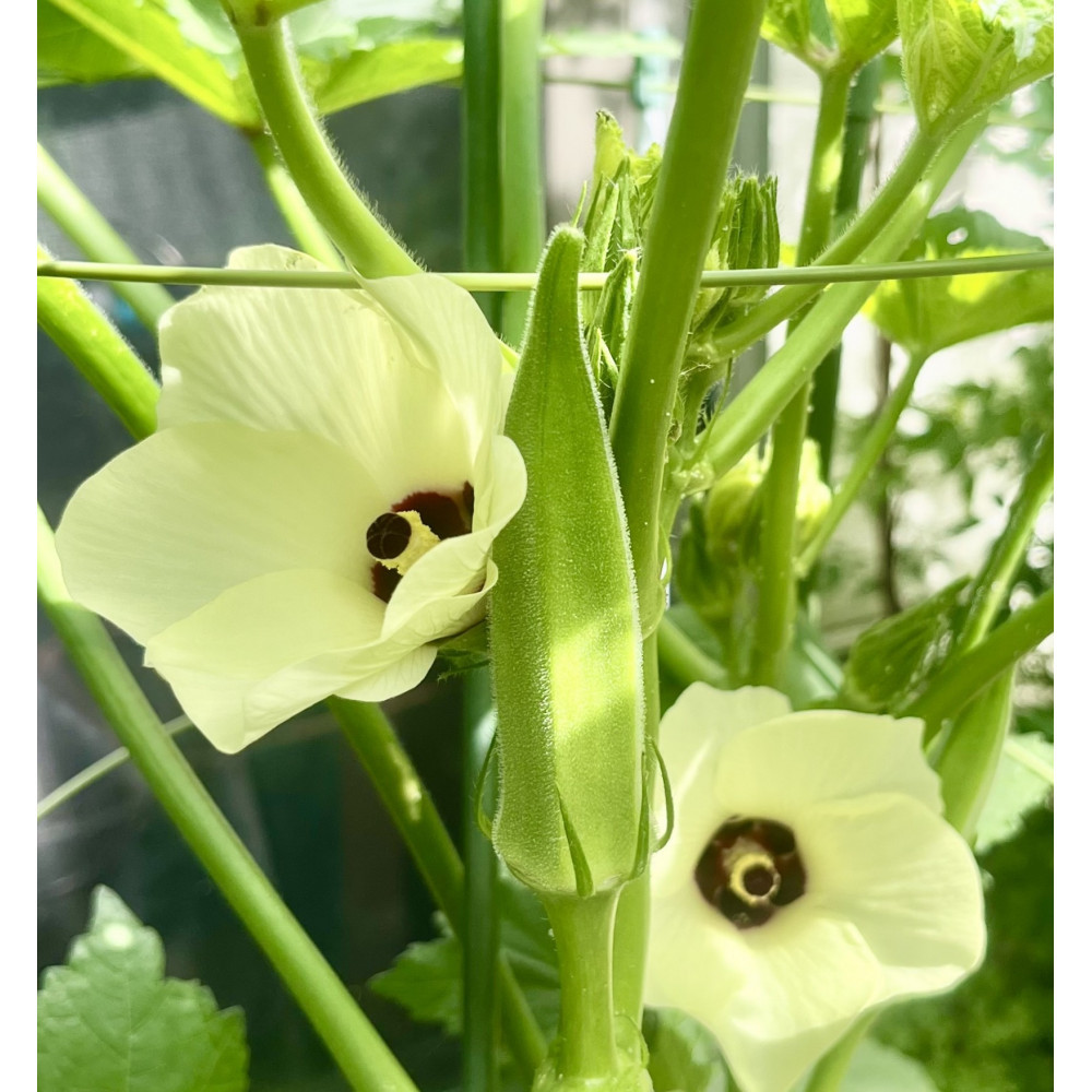 ãªã¯ã©ãçŽ2.1kg