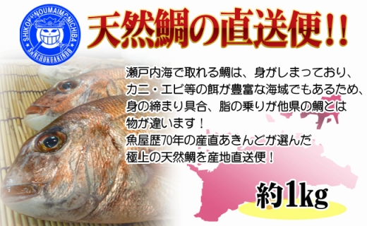 【ギフト用】［下処理なし］≪瀬戸内海産≫朝1番水揚げされた天然真鯛を直送致します。［中サイズ］
