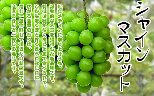 縲2026蟷エ逋コ騾√狗音遘蜩√す繝」繧、繝ウ繝槭せ繧ォ繝繝2kg縺ョ隧ー繧∝粋繧上○