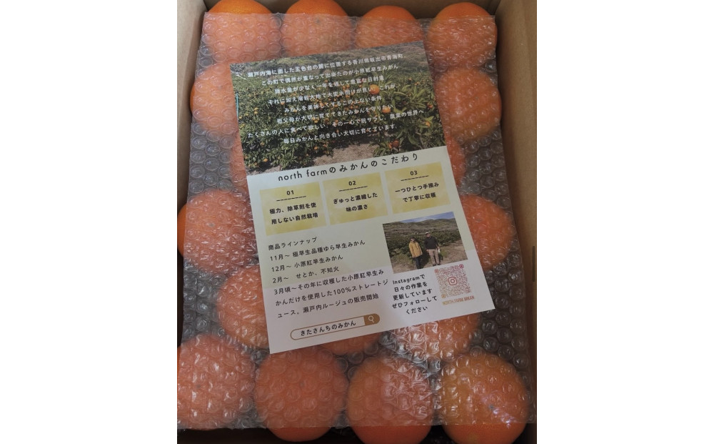【先行予約】きたさんちのみかん　小原紅早生みかん4.5kg【秀品】（Mサイズ）【12月上旬発送】