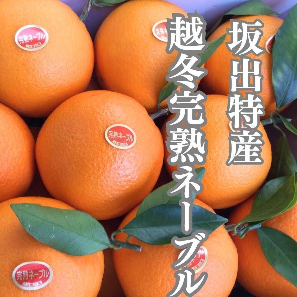 è¶å¬å®çè¢æãããŒãã« çŽ5kg ïŒ15ã21åå
¥ãïŒ