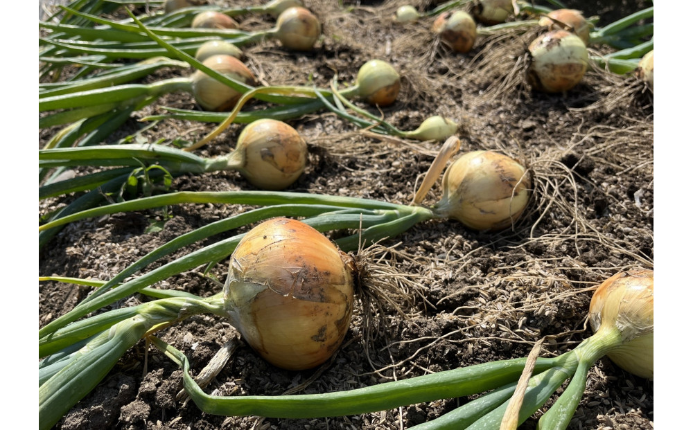 ïŒ2026幎3æäžæ¬ä»¥éçºéã»å
è¡äºçŽïŒæ¥µæ©çããŸãã çŽ10kg