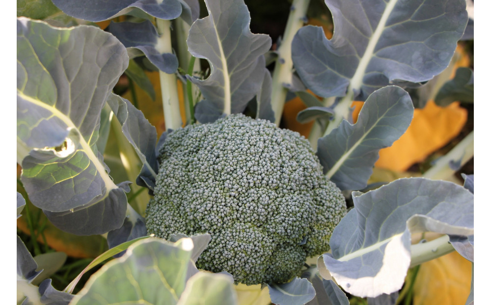 訳ありブロッコリー　約4.5kg（サイズおまかせ）