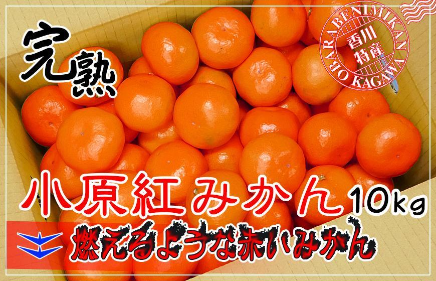 ≪先行受注≫小原紅早生みかん 香川県産 約10kg ( S ～ Lサイズ ) ｜ みかん