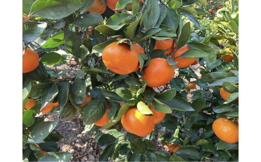【先行予約】きたさんちのみかん　小原紅早生みかん4.5kg　ご家庭用（Mサイズ）【12月上旬発送】