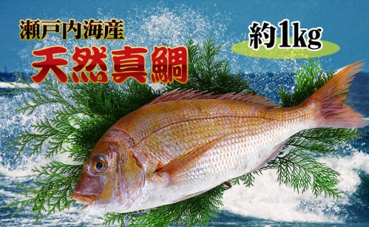 【ギフト用】［下処理なし］≪瀬戸内海産≫朝1番水揚げされた天然真鯛を直送致します。［中サイズ］