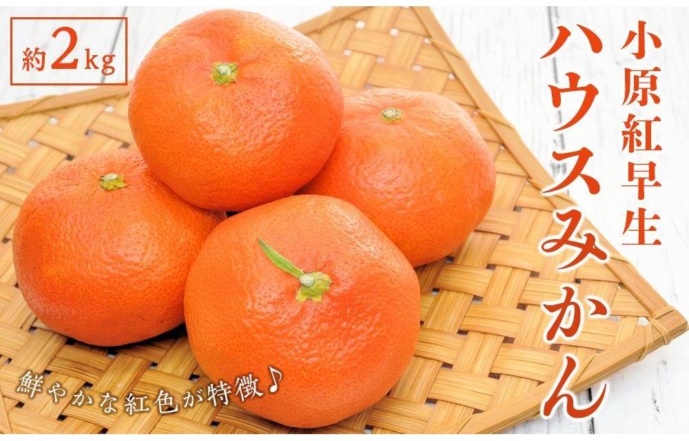 小原紅早生 ハウスみかん 約2kg ( 18～30玉 )｜みかん