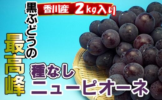 ã2026幎çºéããã¥ãŒããªãŒã ç§å 2kg ( çŽ3 ~ 5æ¿ ) ïœã¶ã©ã éŠå·ç£ 人æ°åçš®