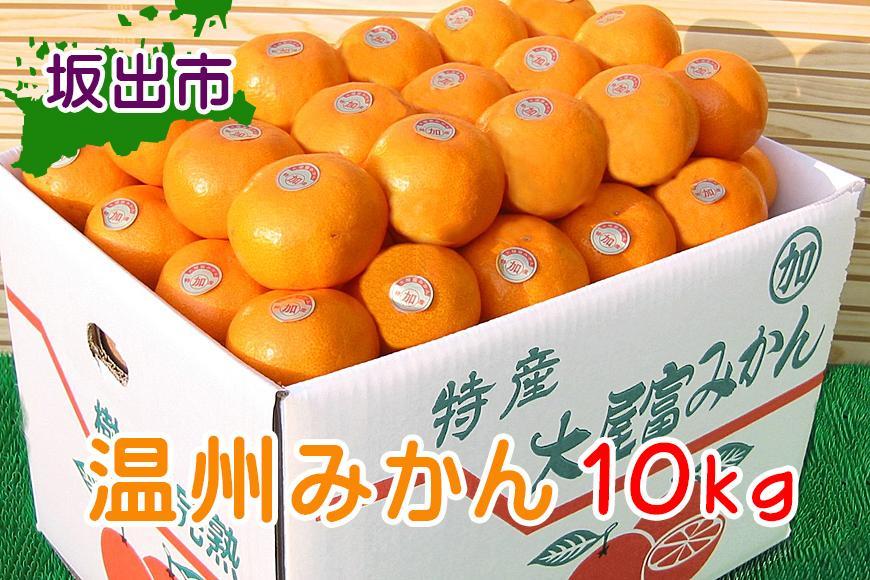≪先行受注≫温州みかん 香川産 約10kg ( S ～ Lサイズ ) ｜ みかん 味濃い