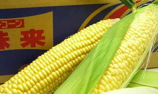 とうもろこし もぎたてトウモロコシ 5kg 坂出市産【先行予約：2026年6月上旬～順次発送】