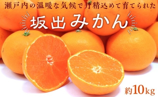 坂出みかん 約10kg（L～Sサイズ）