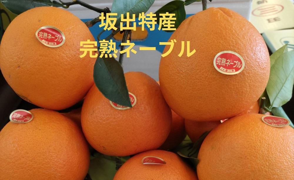 【ギフト用】越冬完熟袋掛け ネーブル 約5kg（約20個）