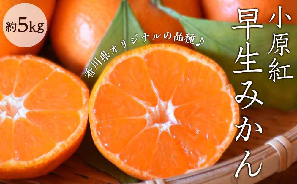 小原紅早生みかん 約5kg