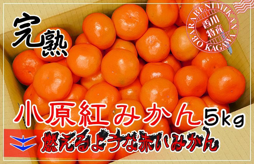 ≪先行受注≫小原紅早生みかん 香川県産 約5kg ( S ～ Lサイズ ) ｜ みかん