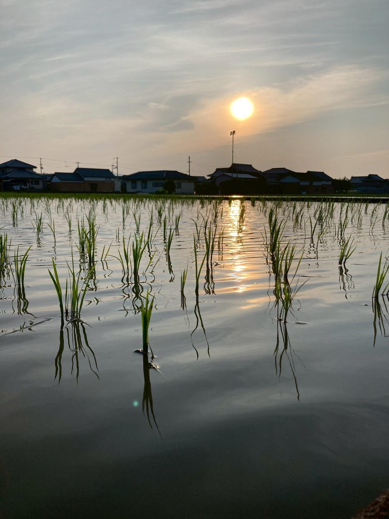 Root  Farmの令和7年度　新米ヒノヒカリ玄米5kg×2袋　有機JAS認証
