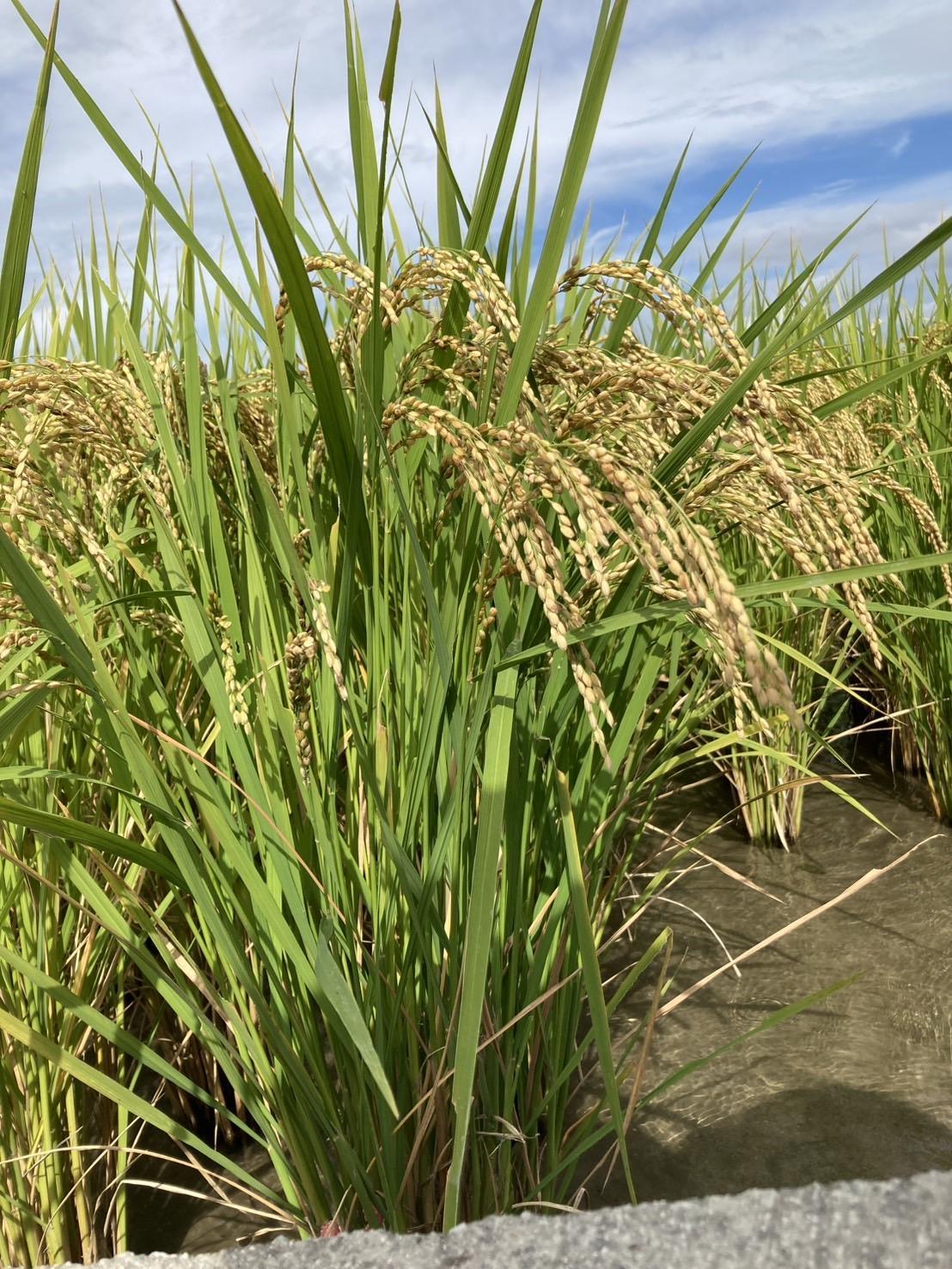 Root  Farmの令和7年度産　ヒノヒカリ白米4kg×2袋　有機JAS認証