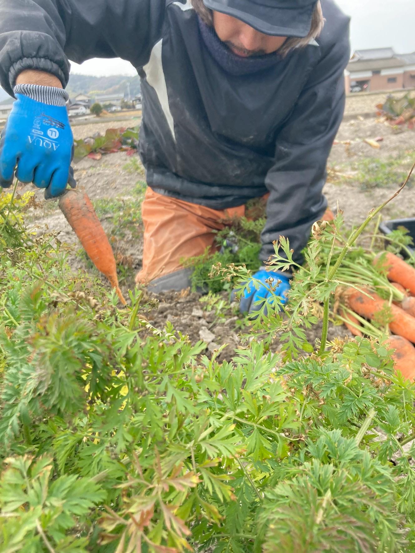 Root Farmã®å¬å£éå®ãææ©JASèªèšŒã®äººåçŽ5kgïŒ12æã2æé ãŸã§ïŒ