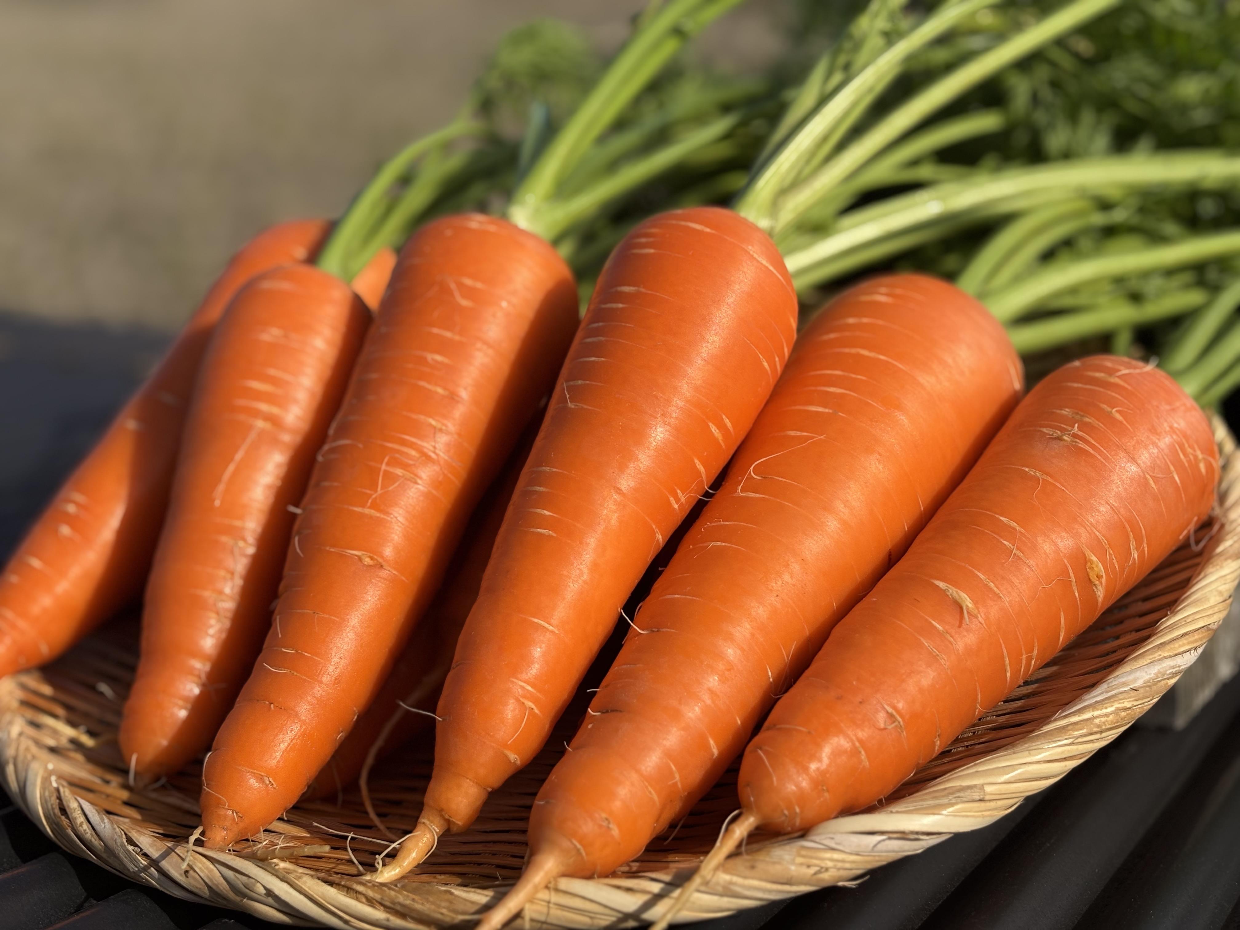 Root Farmã®å¬å£éå®ãææ©JASèªèšŒã®äººåçŽ5kgïŒ12æã2æé ãŸã§ïŒ