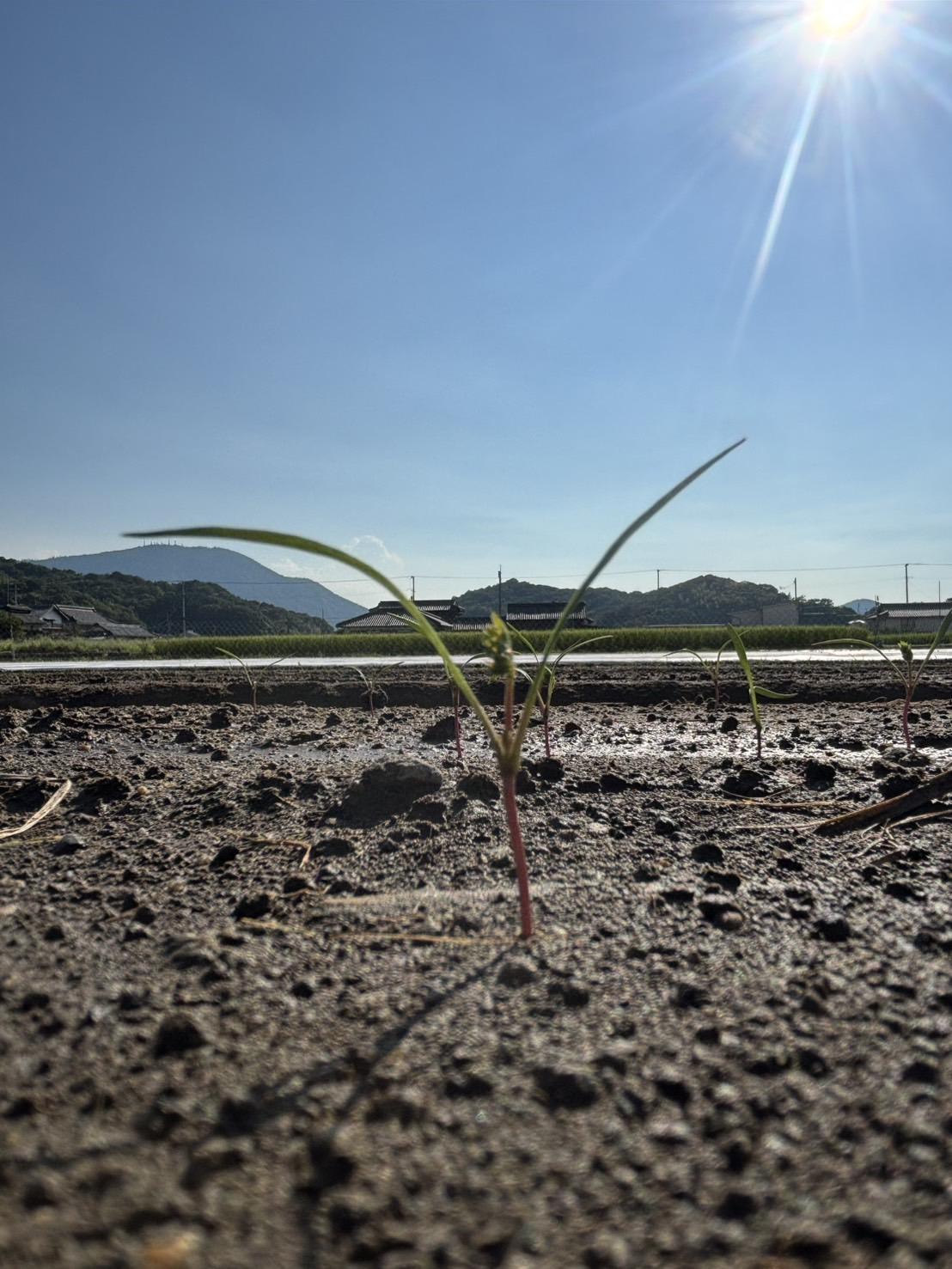 Root Farmã®å¬å£éå®ãææ©JASèªèšŒã®äººåçŽ5kgïŒ12æã2æé ãŸã§ïŒ