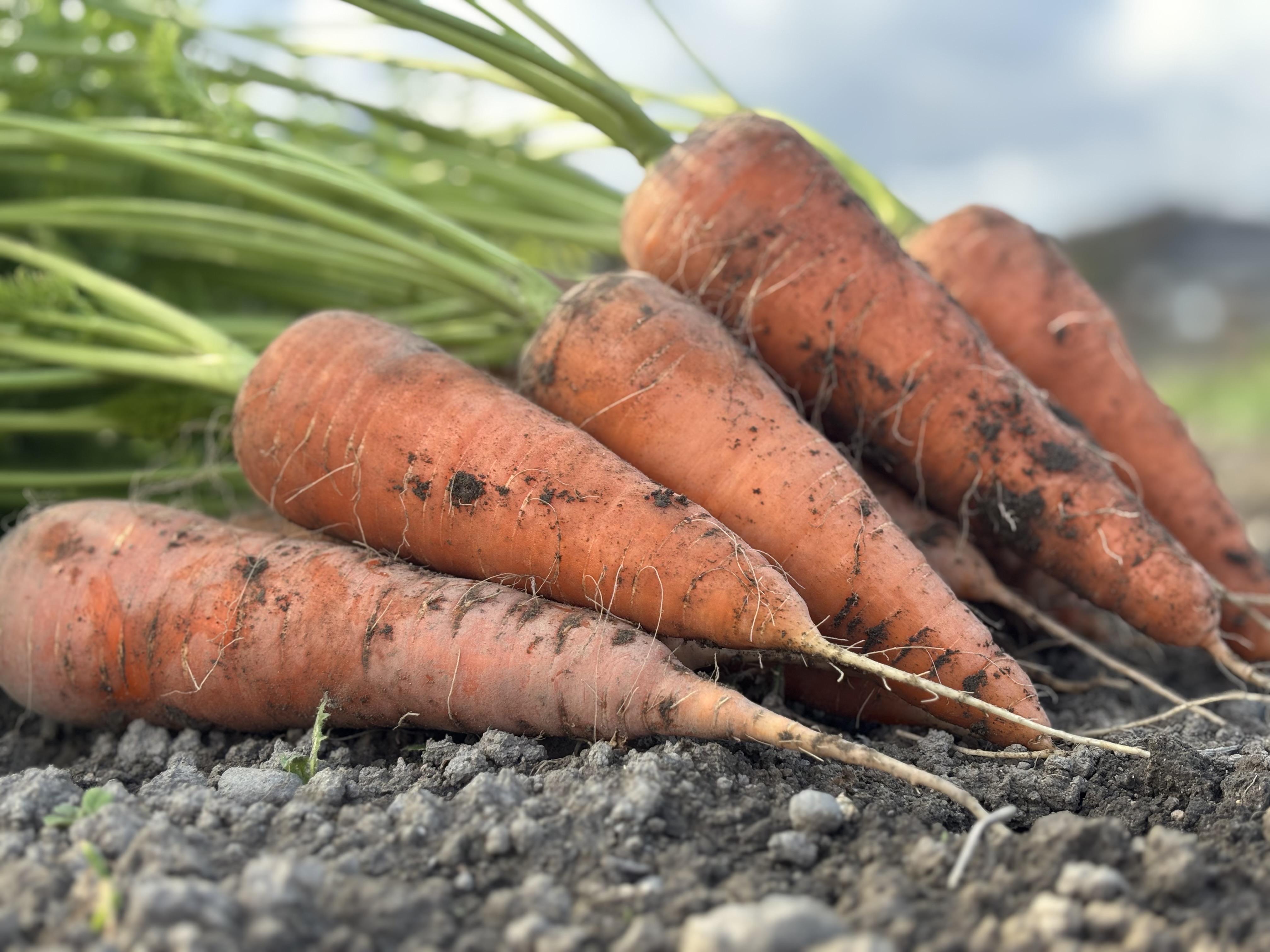 Root Farmã®å¬å£éå®ãææ©JASèªèšŒã®äººåçŽ5kgïŒ12æã2æé ãŸã§ïŒ