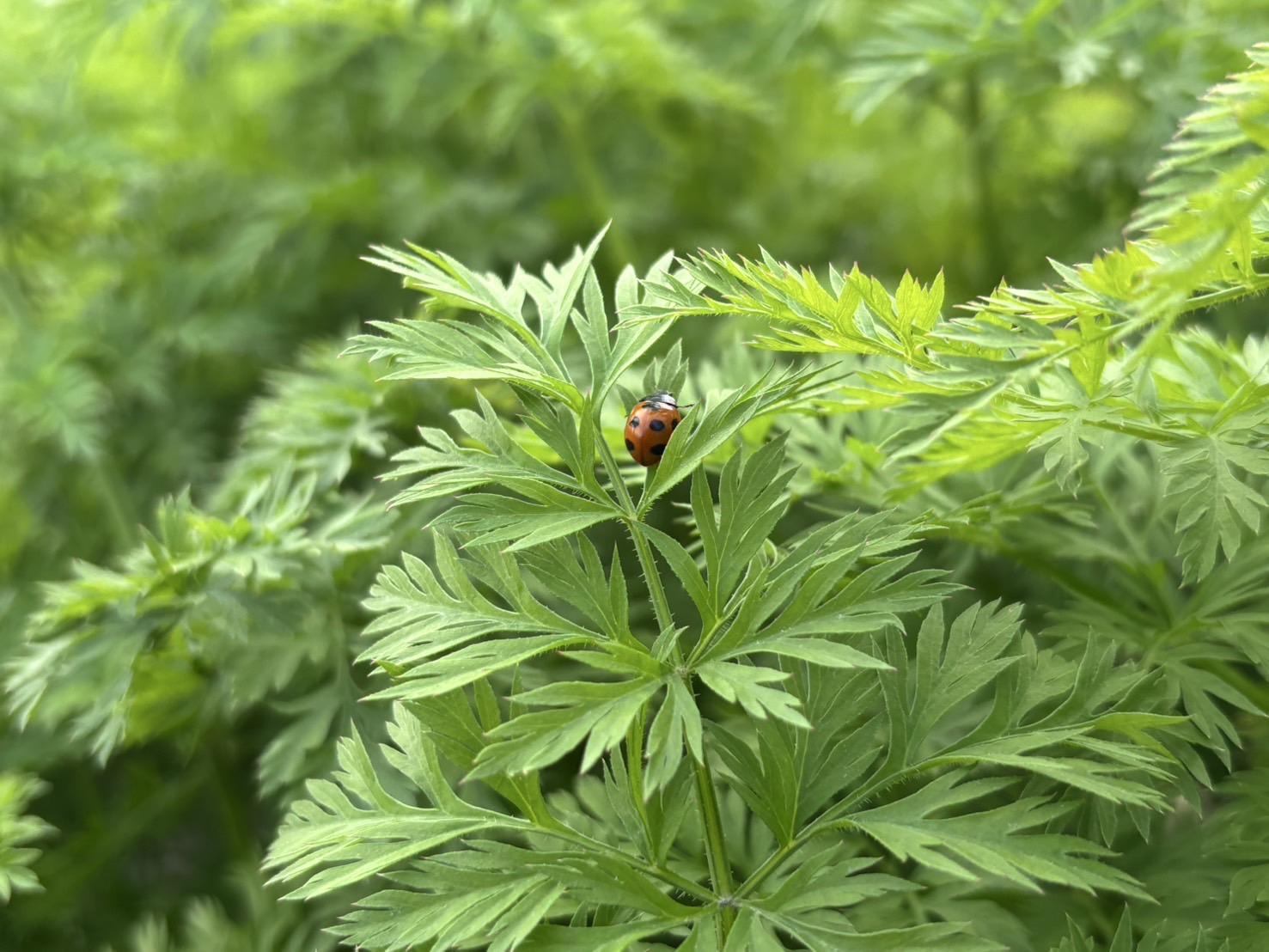 Root Farmã®å¬å£éå®ãææ©JASèªèšŒã®äººåçŽ5kgïŒ12æã2æé ãŸã§ïŒ