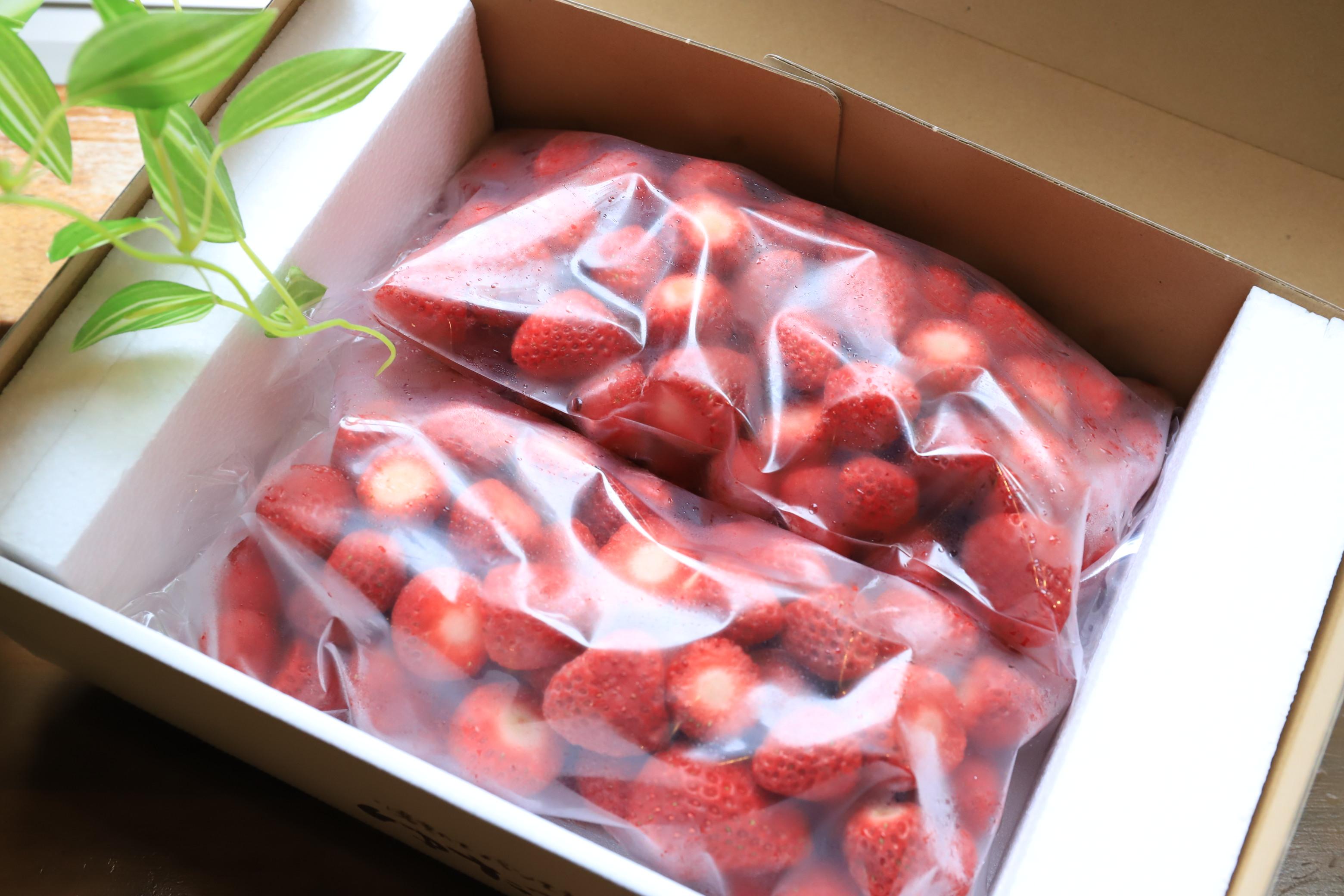 冷凍イチゴ（よつぼし）1kg　LED水耕栽培にて生産！