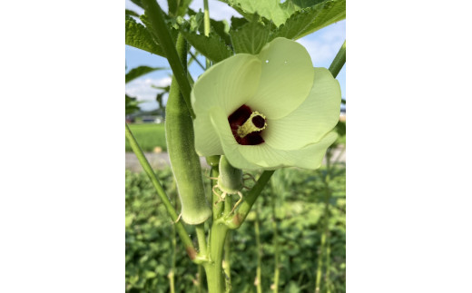 【先行予約受付中】無農薬　無化学肥料　無除草剤　夏のお野菜セット（旬の有機野菜5～10種類前後）