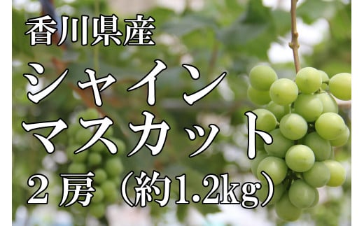 〈予約受付〉2026年産 香川県産シャインマスカット2房【2026年8月中旬以降発送予定!】