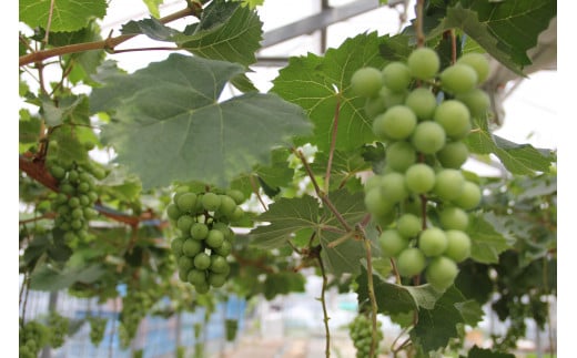 〈先行予約受付中〉2026年産　香川県産シャインマスカット２房【８月中旬以降発送予定！】