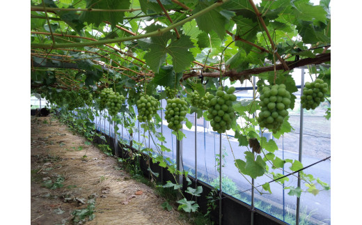 〈先行予約受付中〉2026年産　香川県産シャインマスカット２房【８月中旬以降発送予定！】