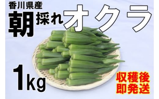【2026年産】　善通寺市産オクラ １kg