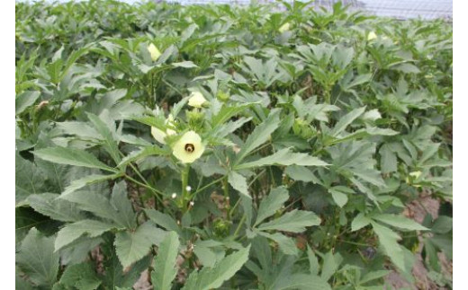 【2026年産】　善通寺市産オクラ １kg