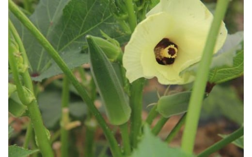 【2026年産】　善通寺市産オクラ １kg