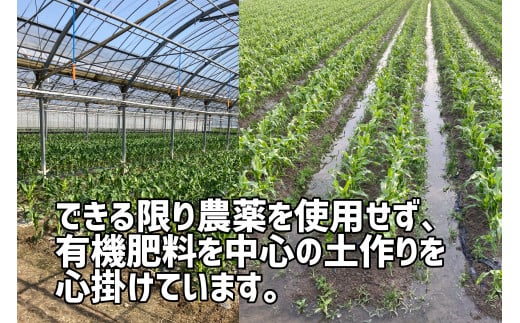 【先行予約受付中！】2026年産　善通寺市産スイートコーン ４kg　（6月頃から発送開始予定）