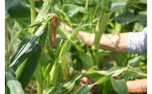 【先行予約受付中！】2026年産　善通寺市産スイートコーン ４kg　（6月頃から発送開始予定）