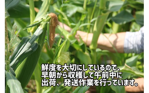 【先行予約受付中！】2026年産　善通寺市産スイートコーン ４kg　（6月頃から発送開始予定）