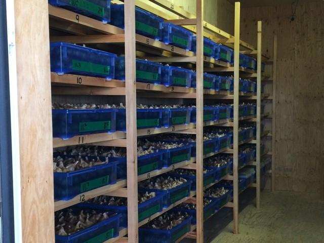 讃岐の恵みセット「黒にんにく」80g×３袋　化粧箱入り