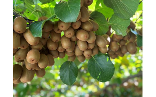 蝟騾壼ッコ蟶ら肇繧ュ繧ヲ繧、隧ー蜷医○(2)