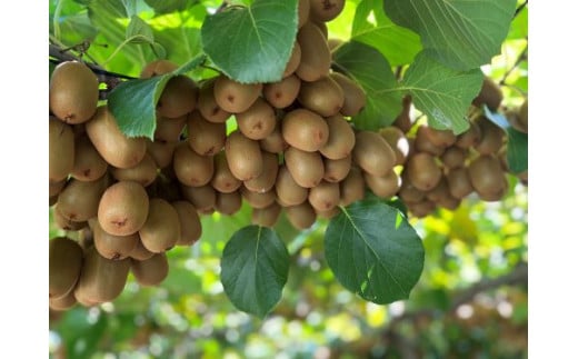 åé寺åžç£ãããŠã€ã®ããŸããïŒïŒçãçŽïŒïŒïŒïœïœ