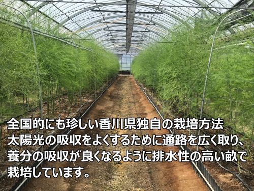 ＜先行予約受付開始！＞　2025年産　善通寺市産アスパラ｢さぬきのめざめ」１kg　【2025年3月から発送開始のお品です】