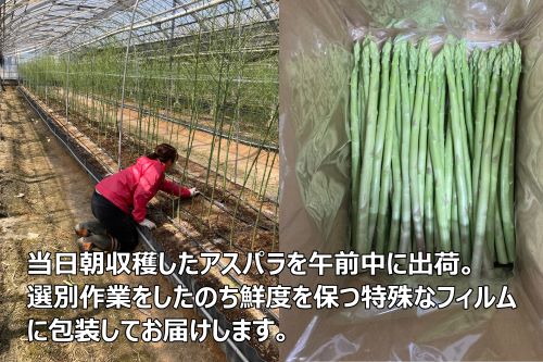 ＜先行予約受付開始！＞　2025年産　善通寺市産アスパラ｢さぬきのめざめ」１kg　【2025年3月から発送開始のお品です】